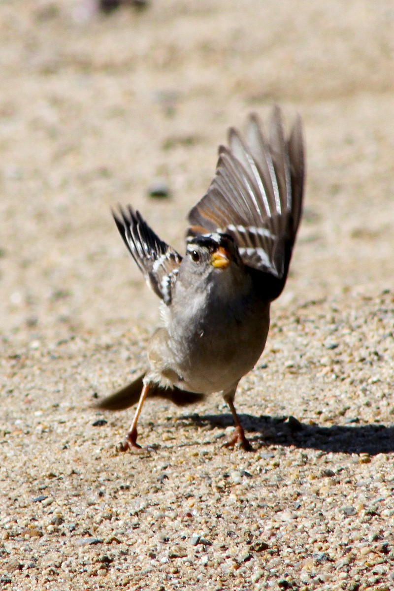 ミヤマシトド - ML647541737