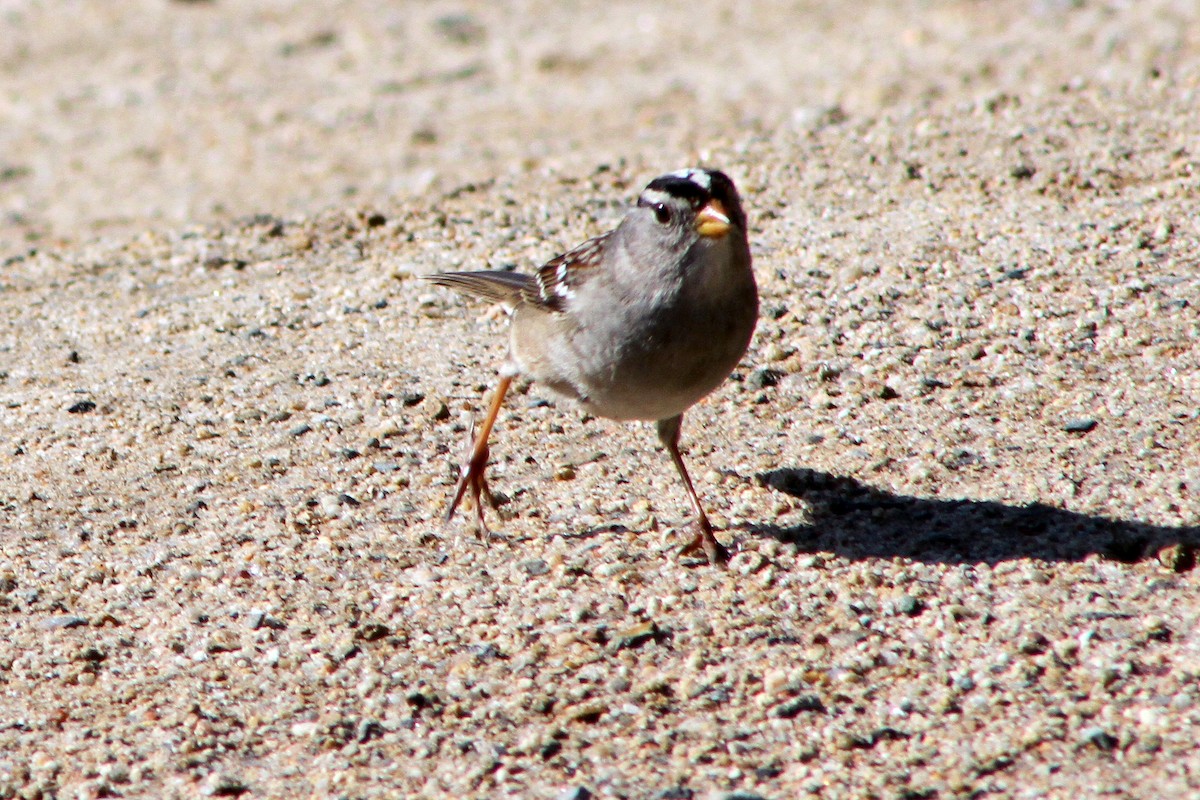 ミヤマシトド - ML647541738