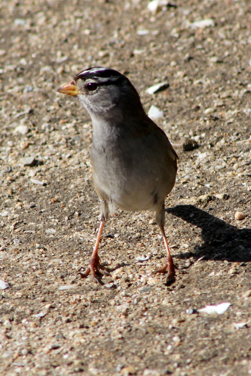 ミヤマシトド - ML647541739