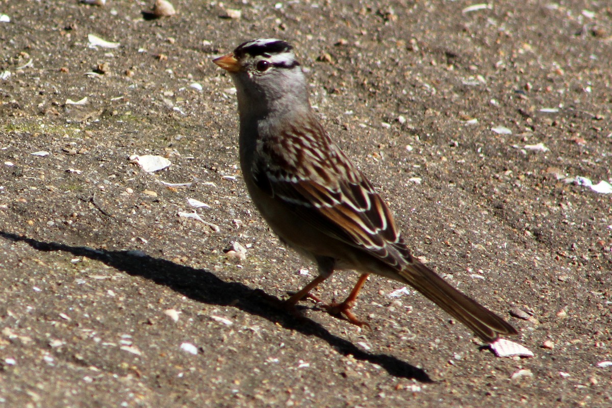 ミヤマシトド - ML647541740