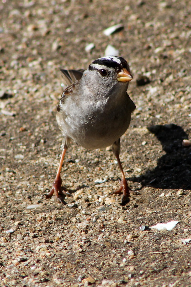 ミヤマシトド - ML647541741