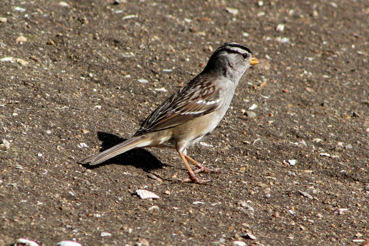 ミヤマシトド - ML647541742