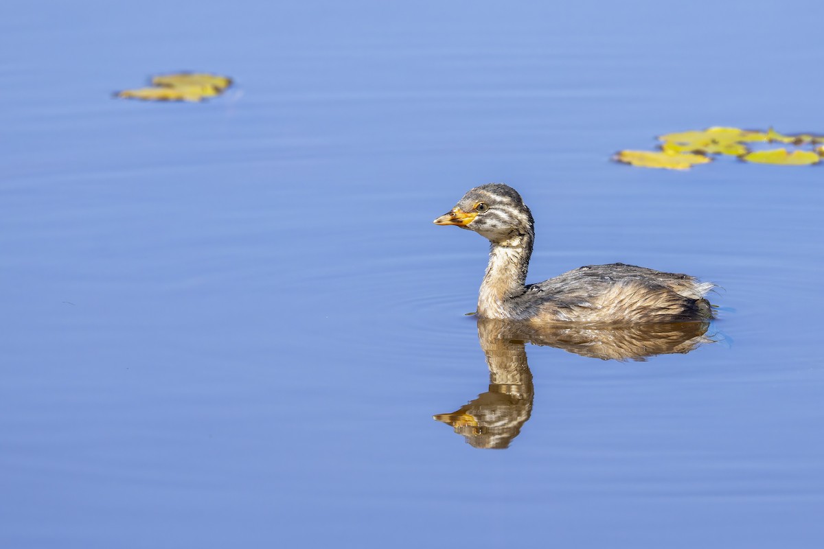 ノドグロカイツブリ - ML647541743