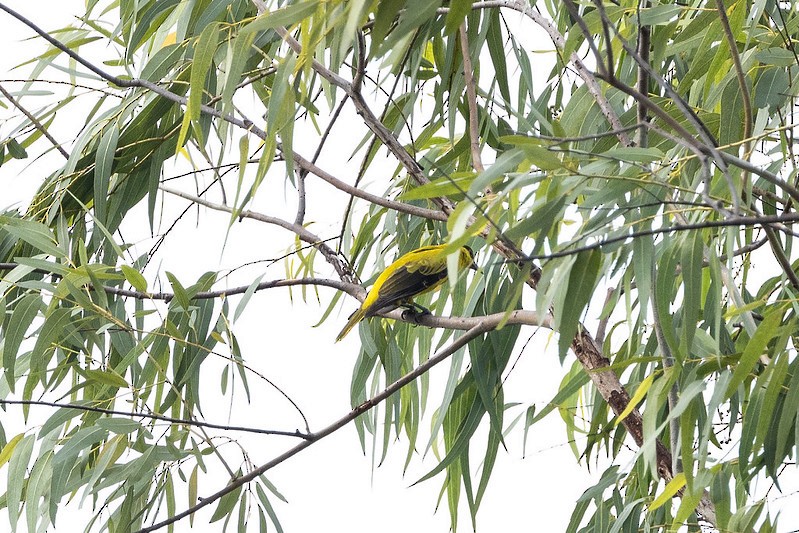 コウライウグイス（maculatus グループ） - ML647541744