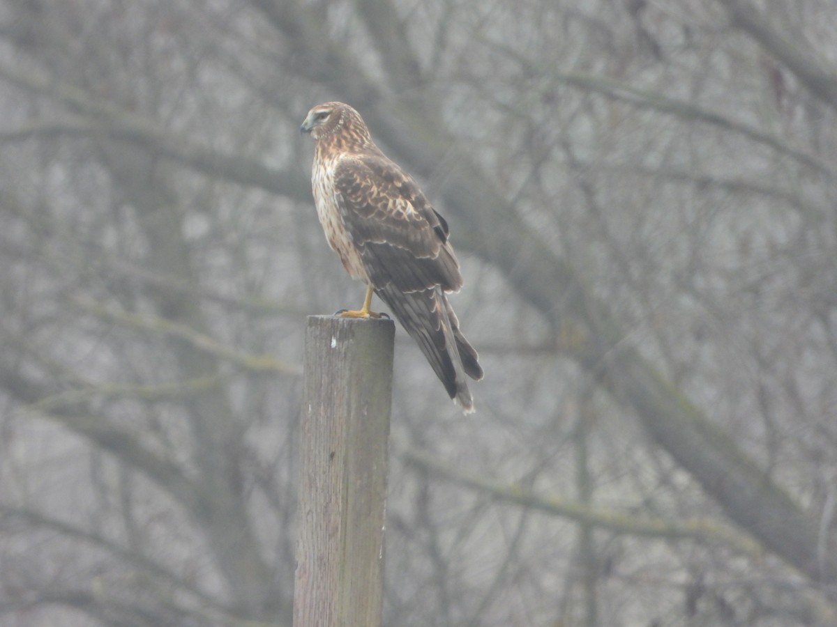 アメリカハイイロチュウヒ - ML647541745