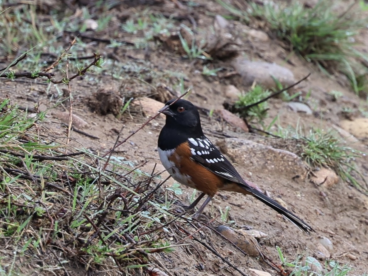 ホシワキアカトウヒチョウ - ML647541746