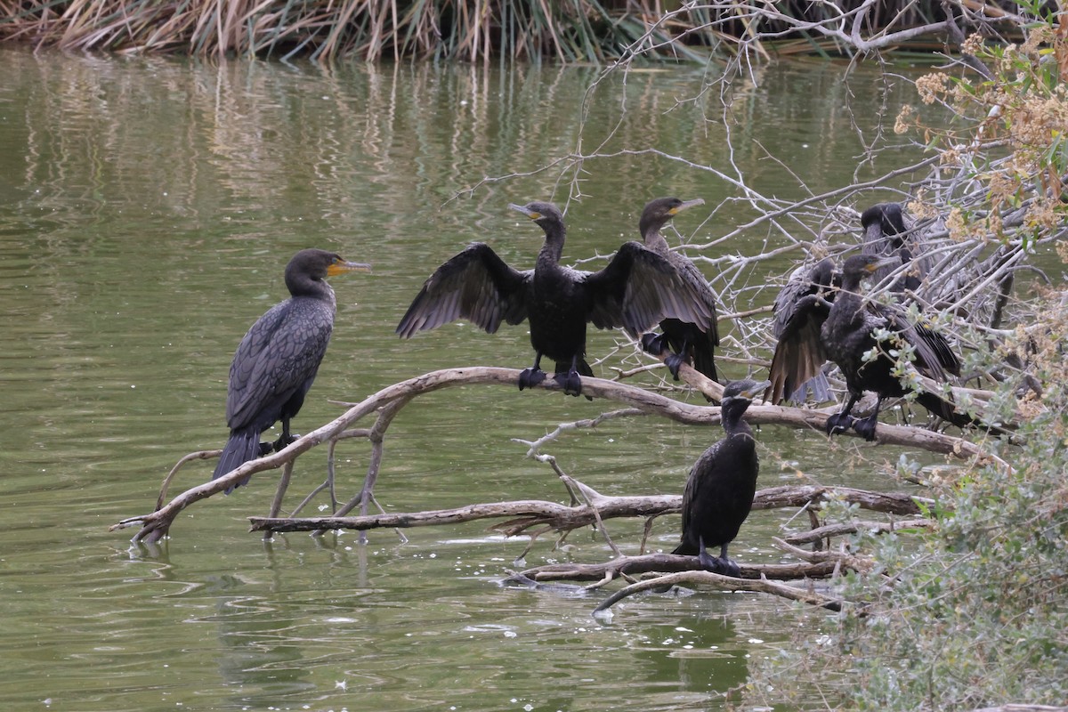 ナンベイヒメウ - ML647541747