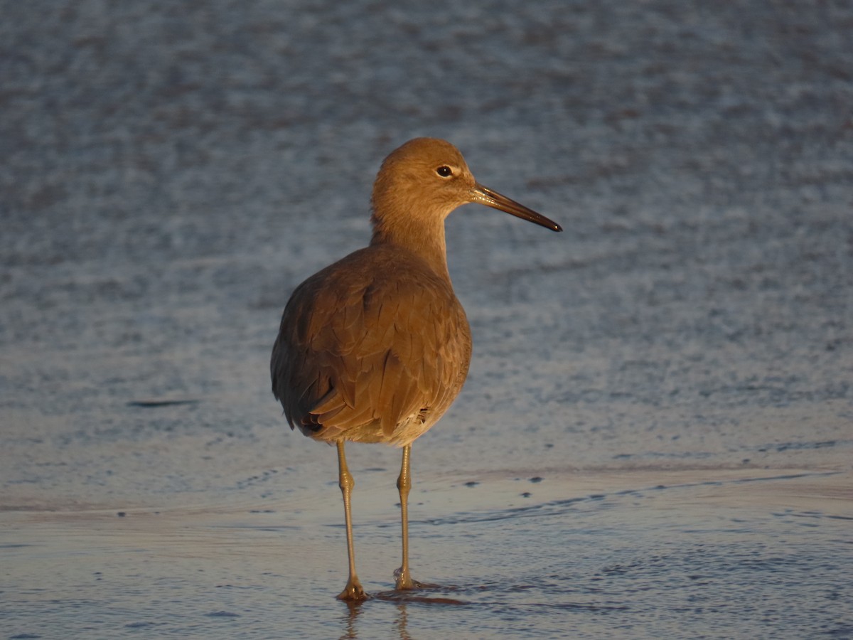 ハジロオオシギ - ML647541749