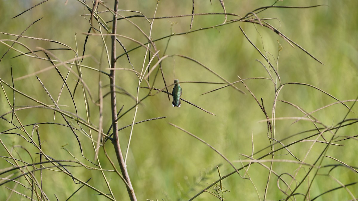 ノドアカハチドリ - ML647541750