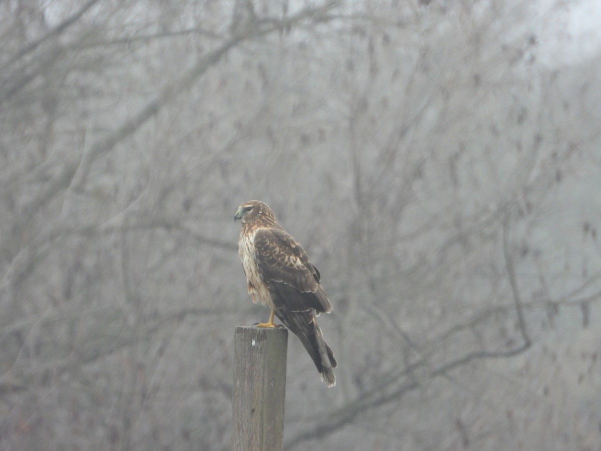 アメリカハイイロチュウヒ - ML647541752