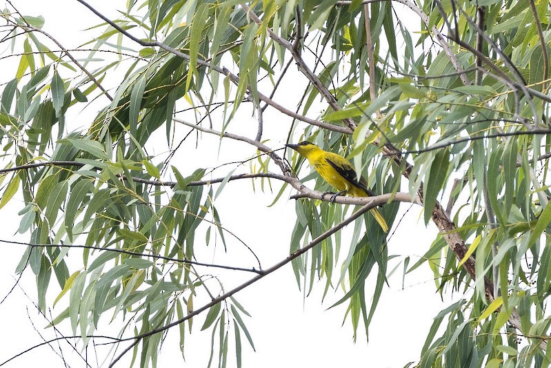 コウライウグイス（maculatus グループ） - ML647541753