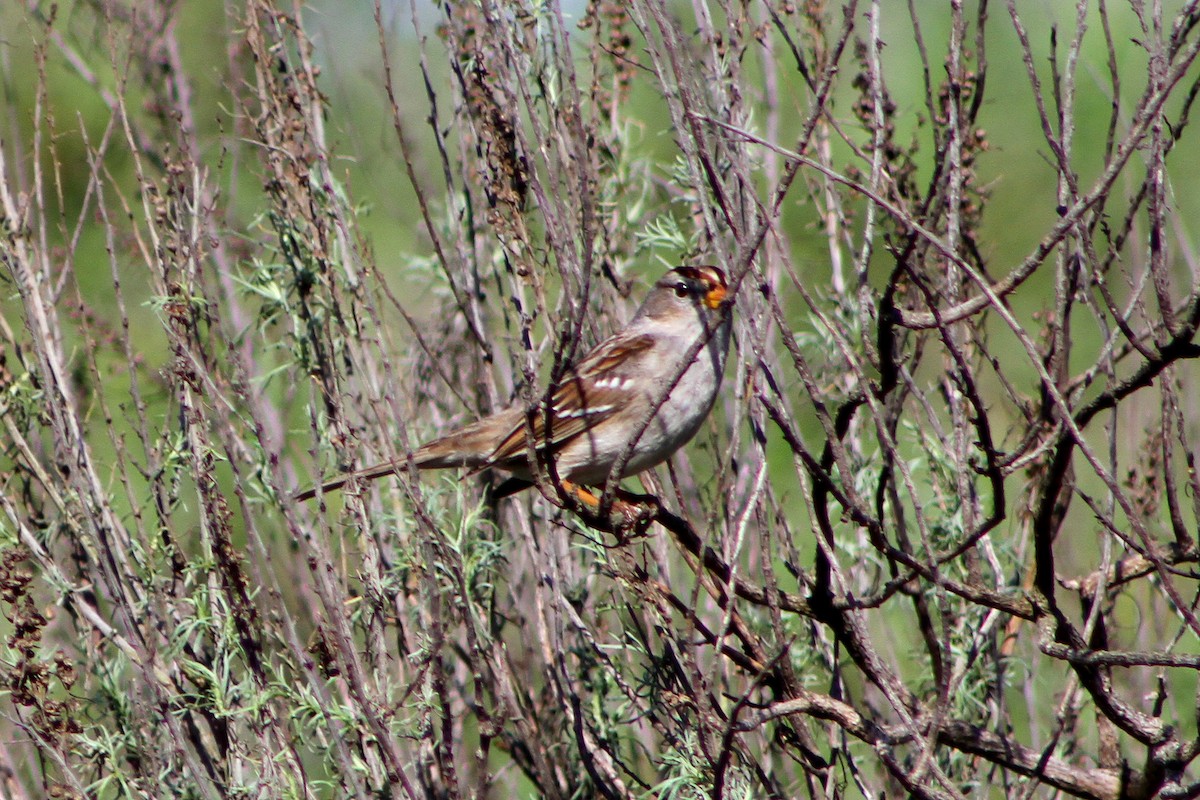 ミヤマシトド - ML647541754