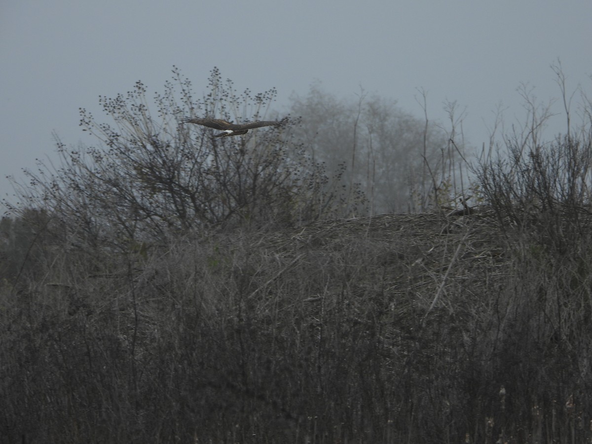 アメリカハイイロチュウヒ - ML647541755