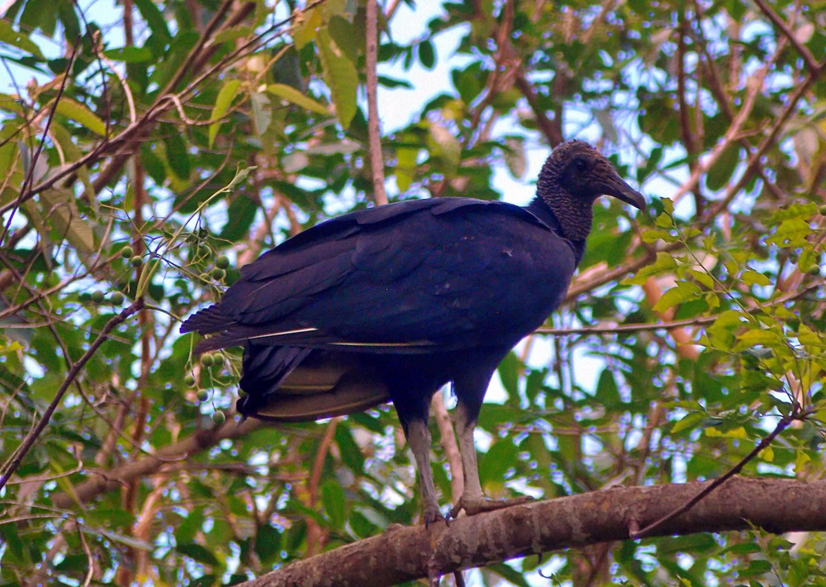 クロコンドル - ML647541763