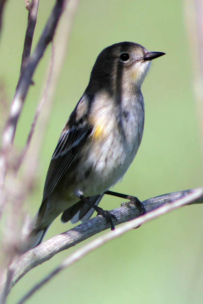 キヅタアメリカムシクイ - ML647541764