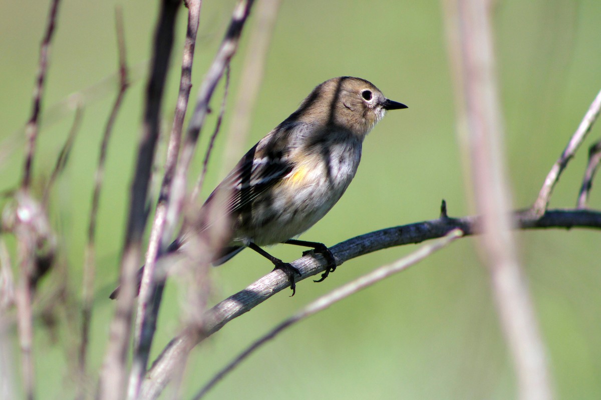 キヅタアメリカムシクイ - ML647541765