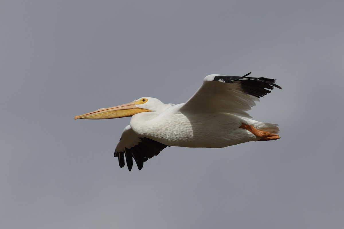 アメリカシロペリカン - ML647541767