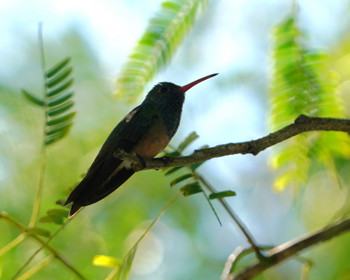 アカハシエメラルドハチドリ - ML647541770