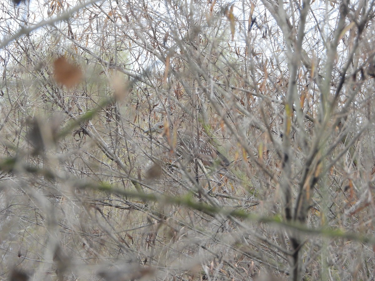 ゴイサギ - ML647541771