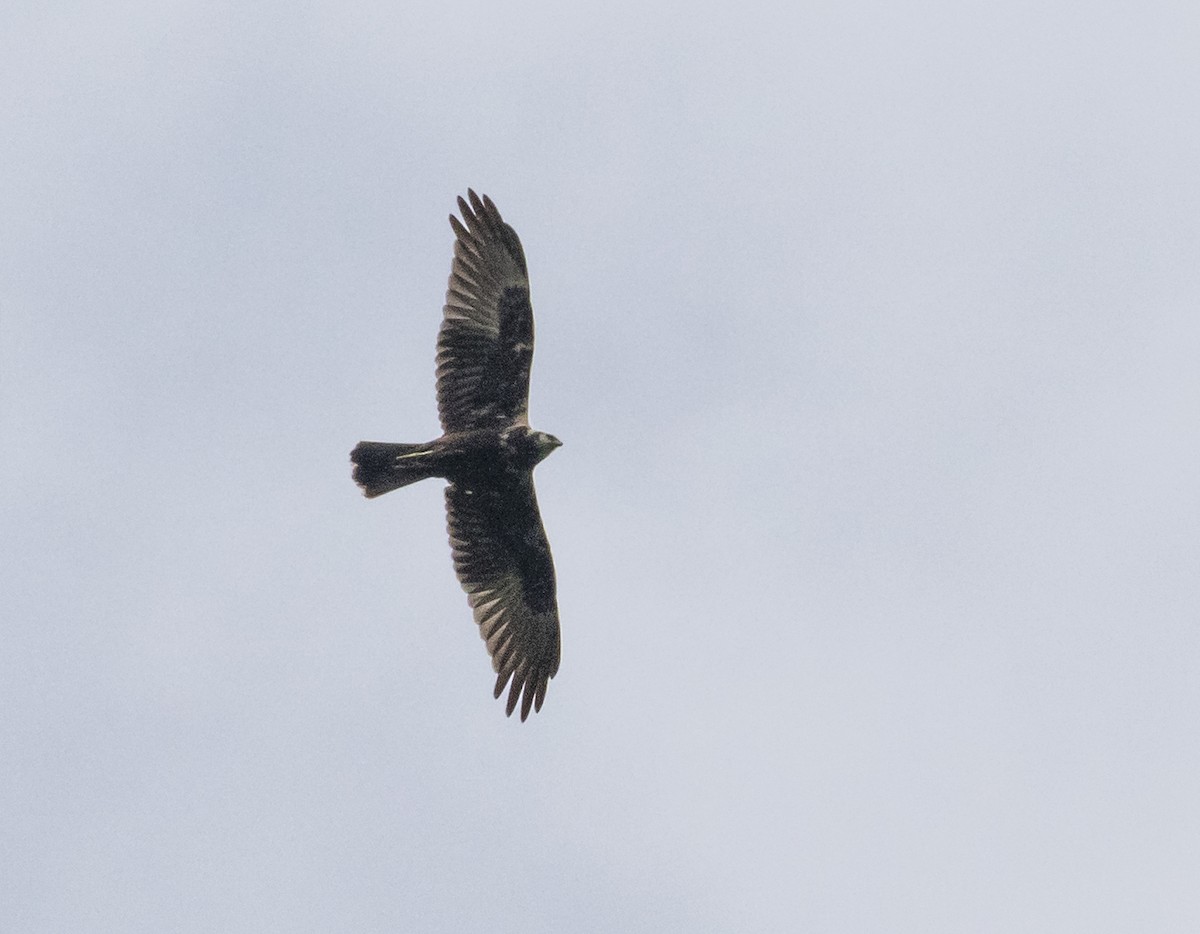 Eastern Marsh Harrier - ML647541795