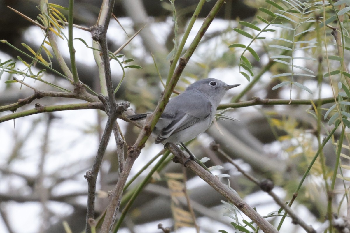 Комароловка сиза - ML647541798