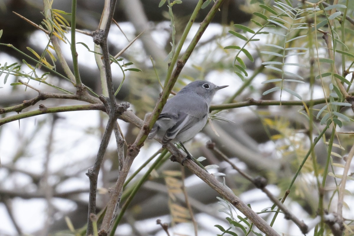 Комароловка сиза - ML647541799