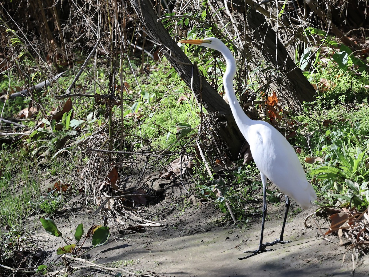 Koartza zuria - ML647541816