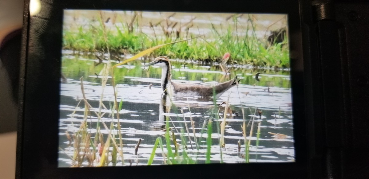 Jacana à longue queue - ML647541842
