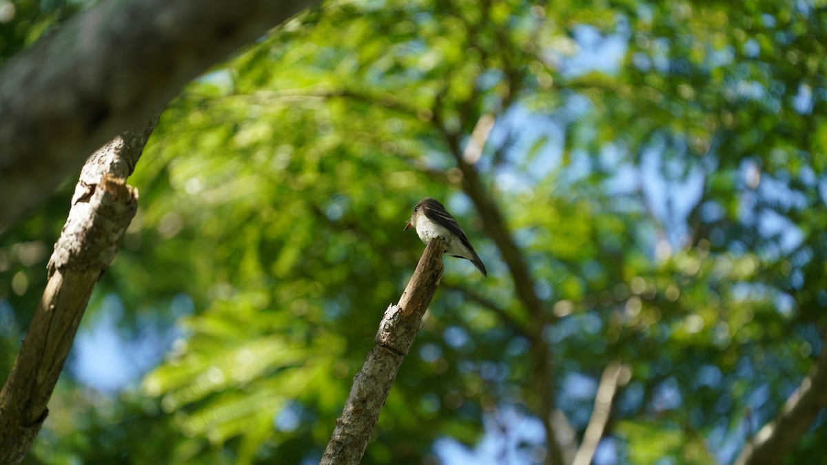 Eastern Wood-Pewee - ML647541849