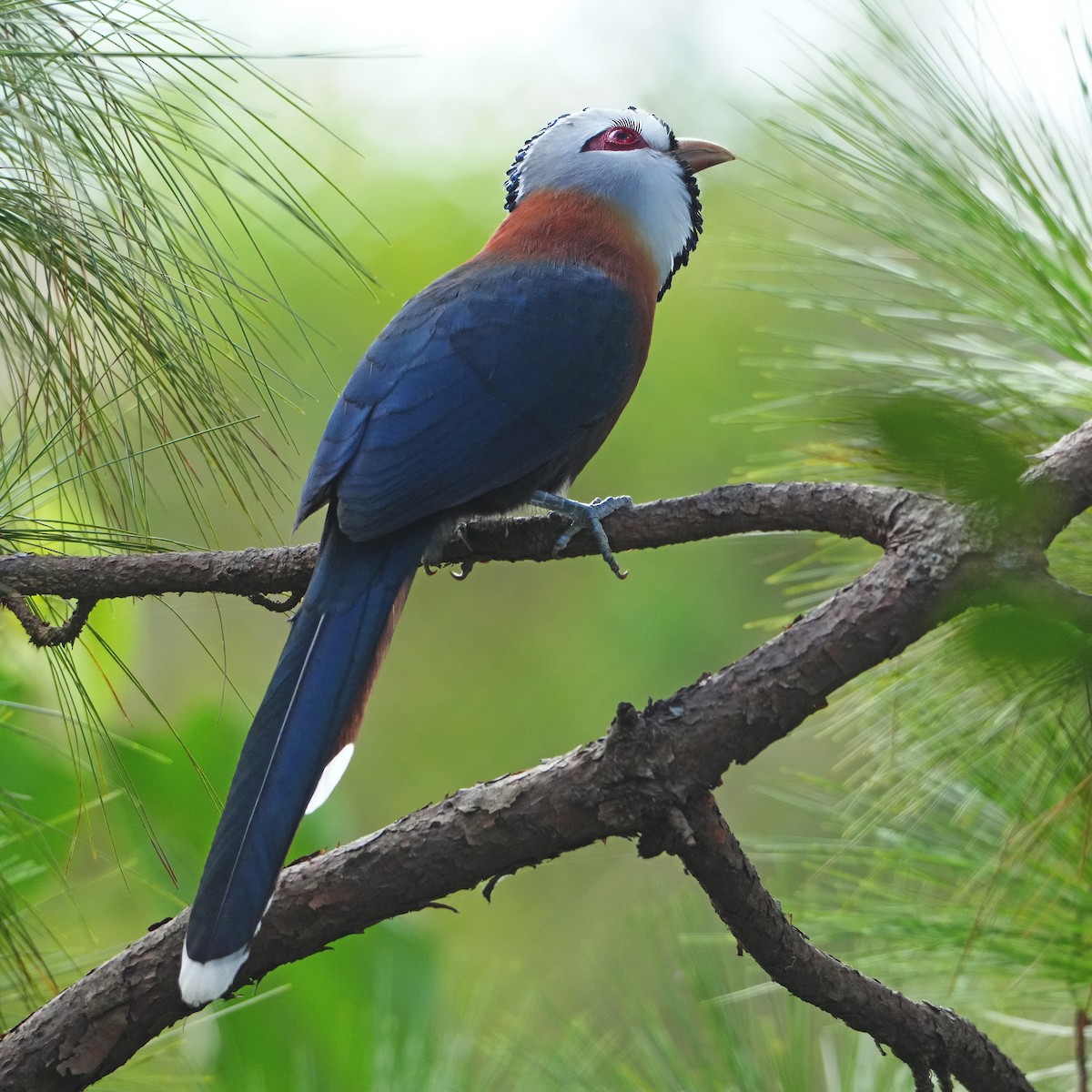 Scale-feathered Malkoha - ML647541873