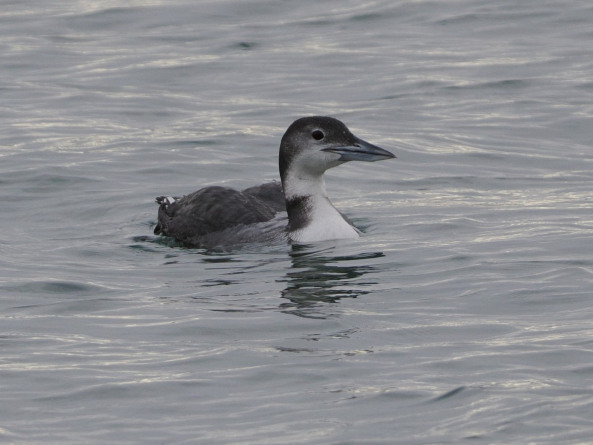 Buz Dalgıcı - ML647541874