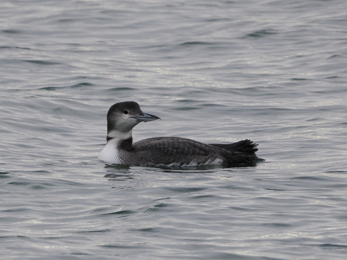 Buz Dalgıcı - ML647541875