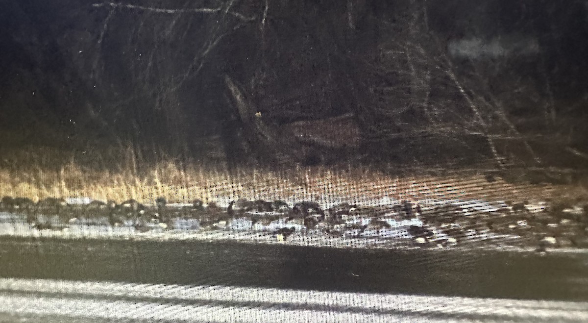 Canada Goose - ML647541878