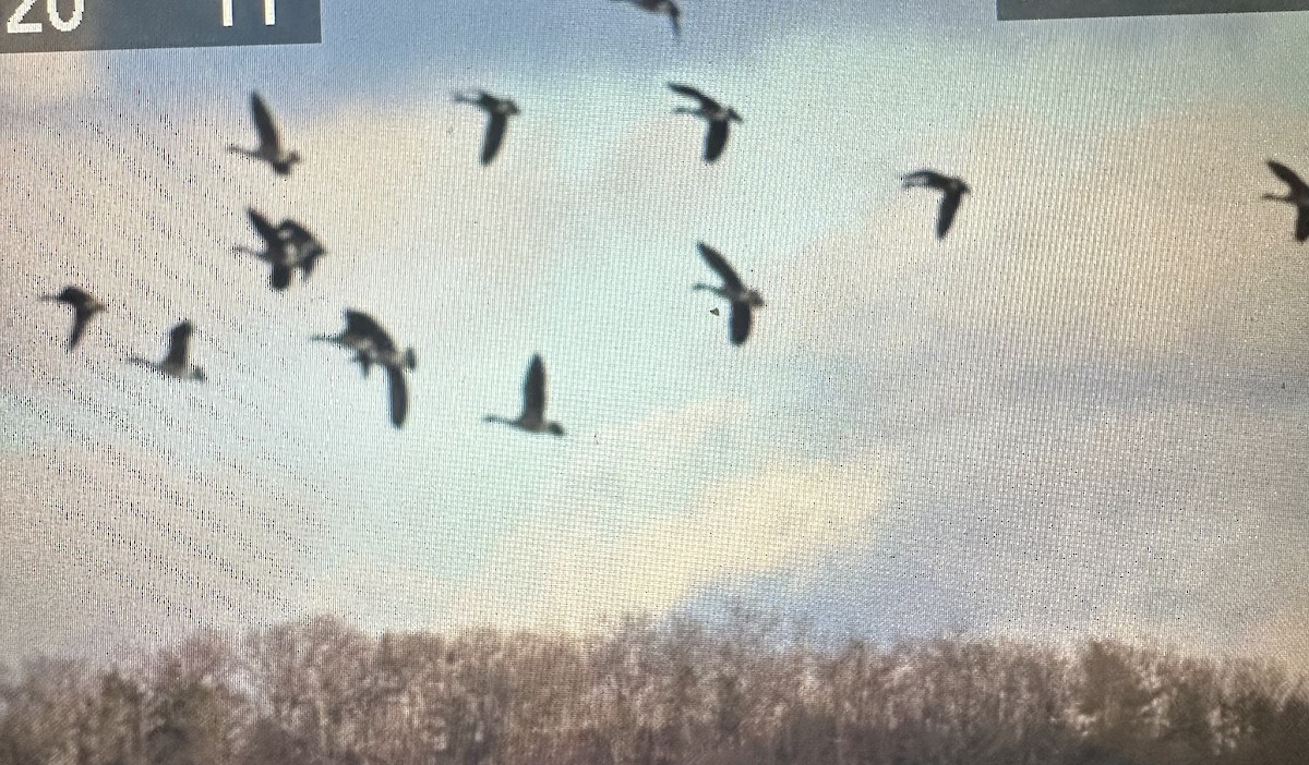 Canada Goose - ML647541879