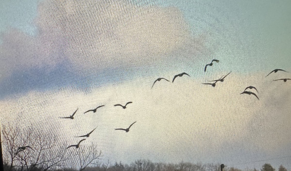 Canada Goose - ML647541880