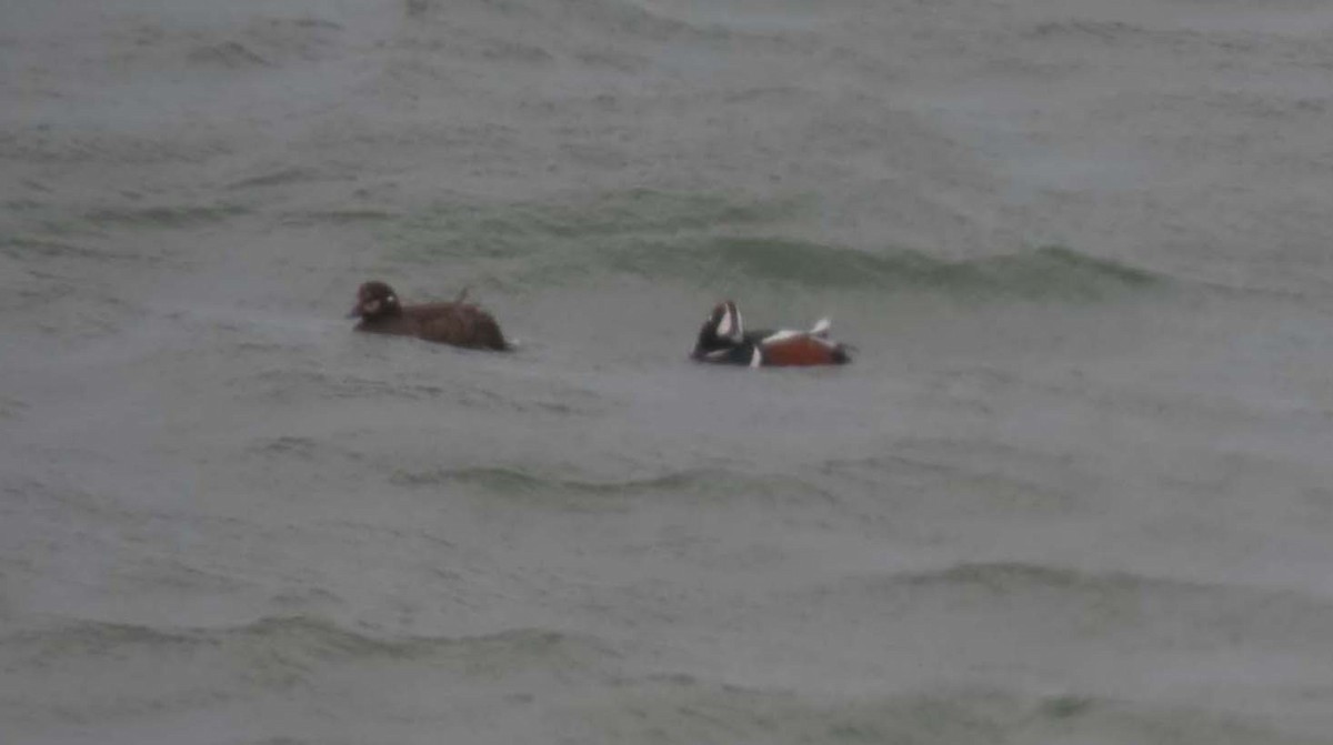 Ahate arlekina - ML647541890