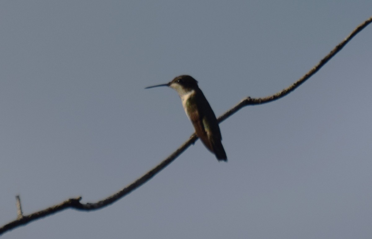 Ruby-throated Hummingbird - ML647541896