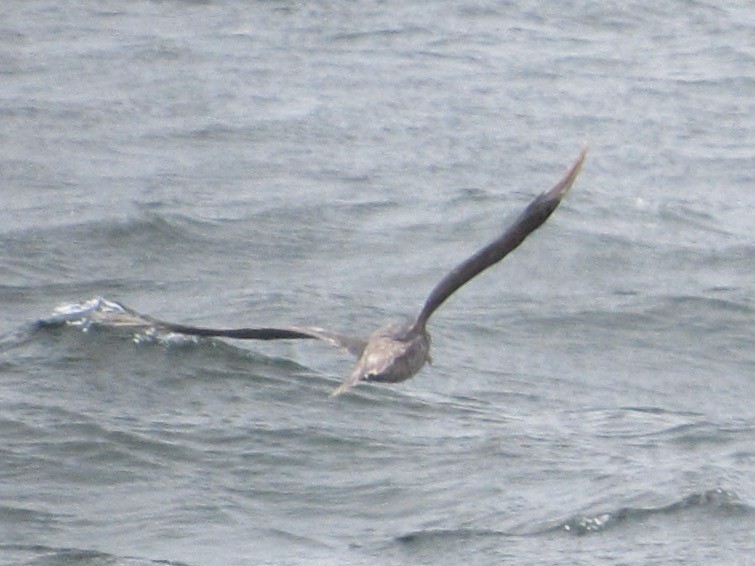 Northern Fulmar - ML647541913