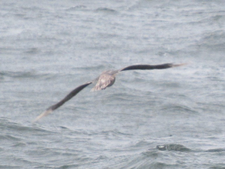 Northern Fulmar - ML647541914