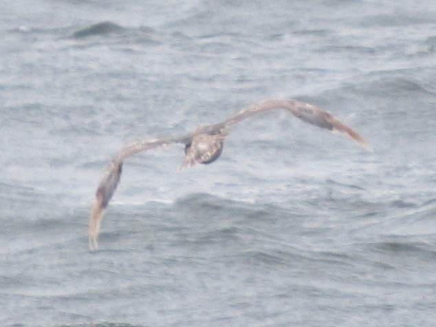 Northern Fulmar - ML647541915