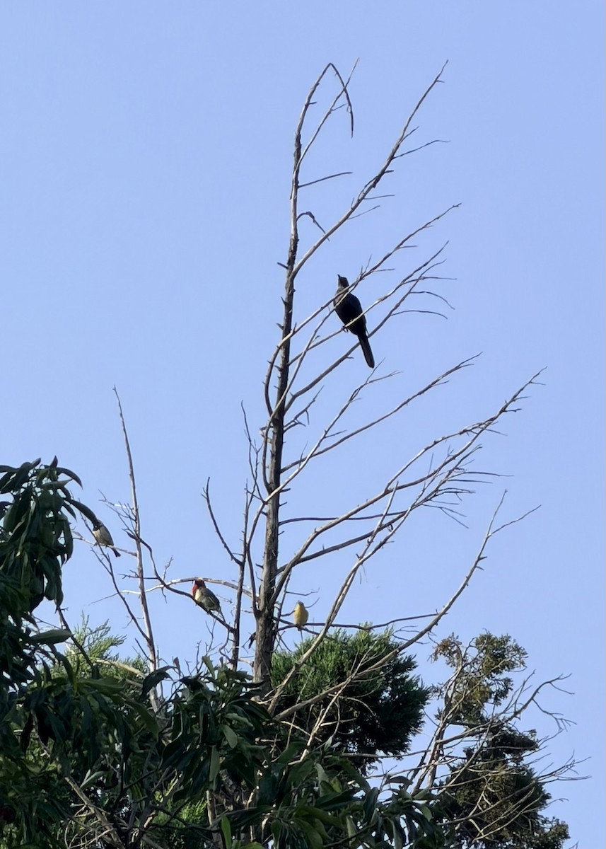 Лібія чорношия - ML647541921