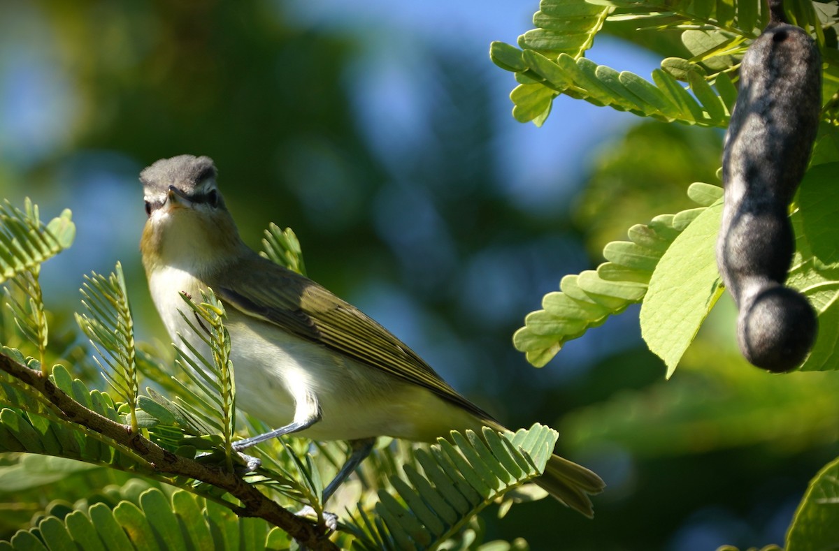Красноглазый виреон - ML647541925