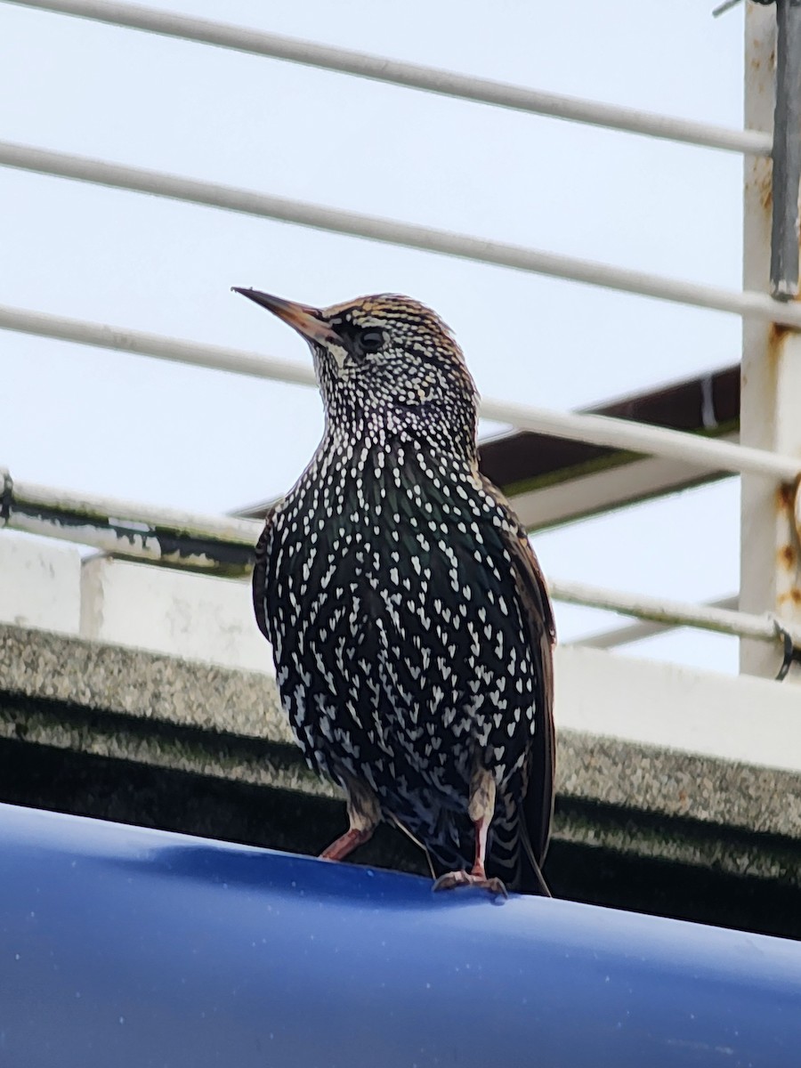European Starling - ML647541933