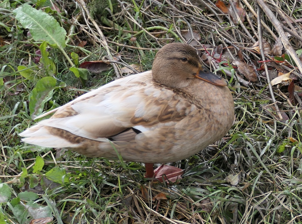 Mallard (Domestic type) - ML647541935