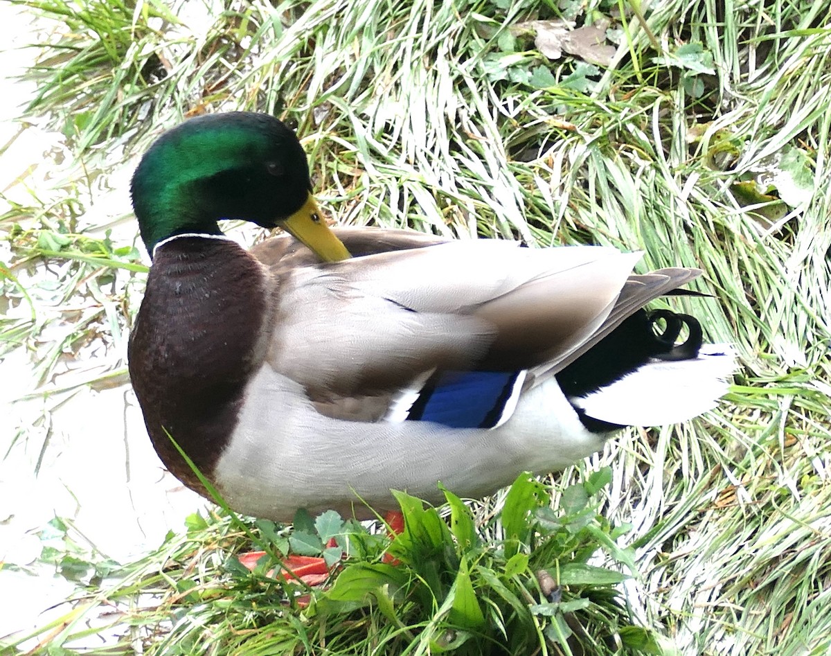 Mallard - ML647541939