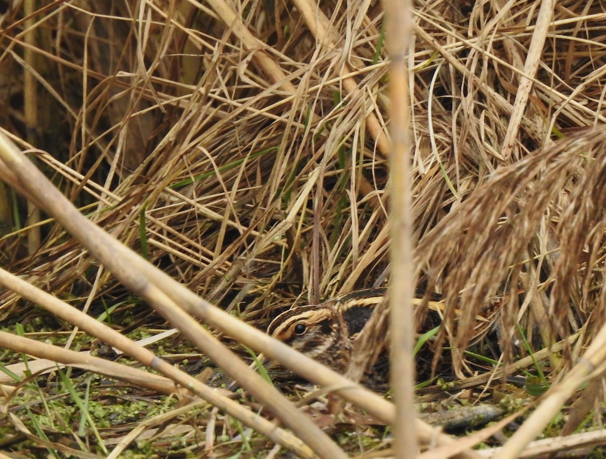 Jack Snipe - ML647541941