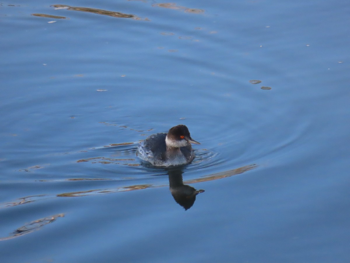 Grèbe à cou noir - ML647541942