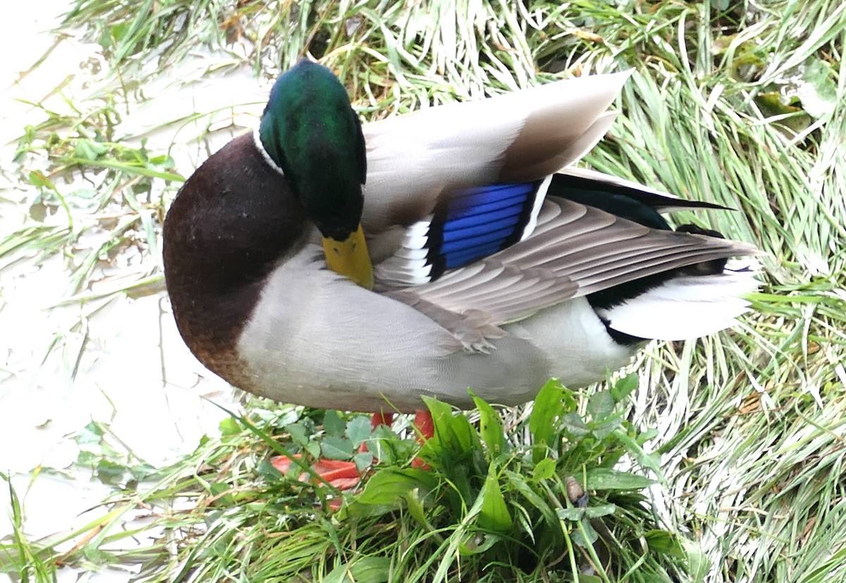 Mallard - ML647541943