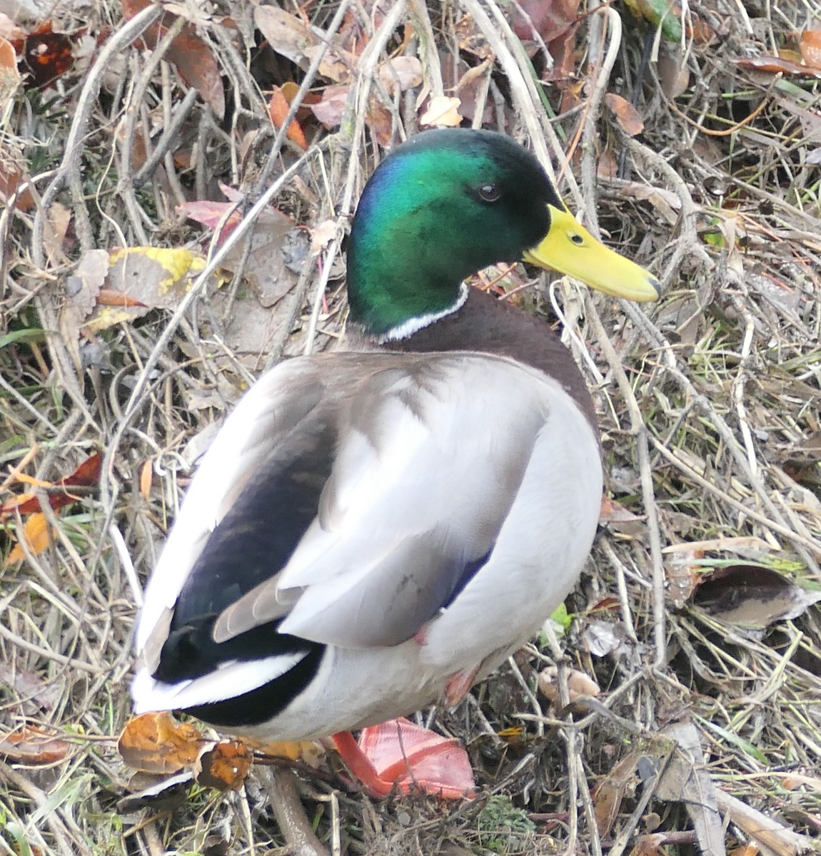 Mallard - ML647541948