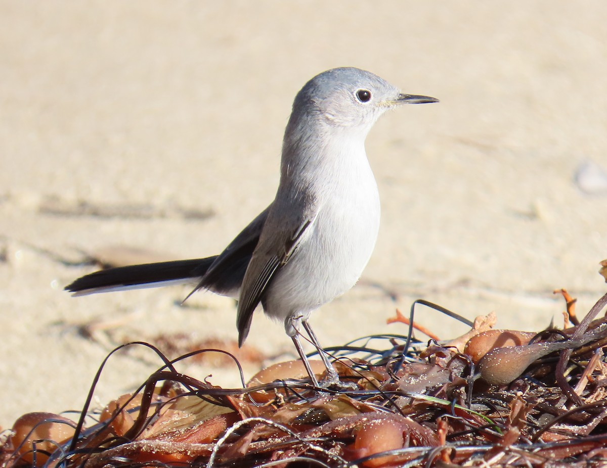 Комароловка сиза - ML647541954
